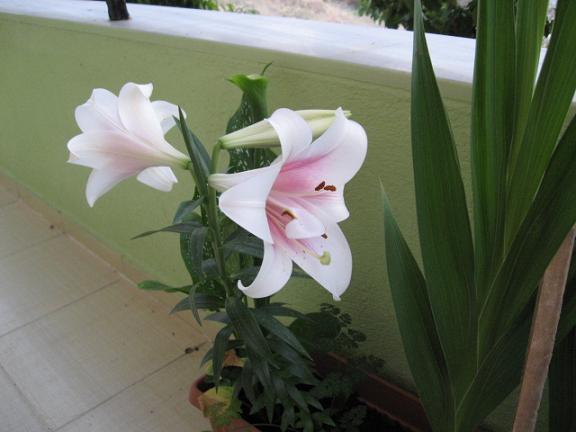 Name:  lilium 2.JPG
Views: 974
Size:  35.6 KB