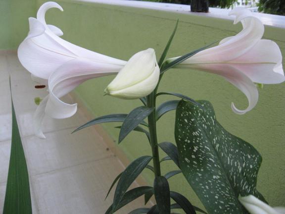 Name:  lilium 1.JPG
Views: 928
Size:  36.9 KB