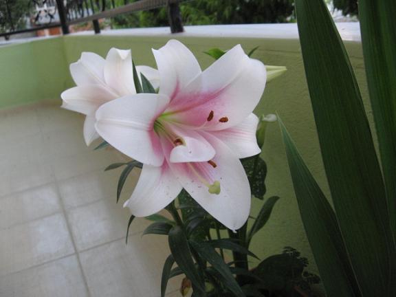 Name:  lilium 3.JPG
Views: 960
Size:  34.0 KB
