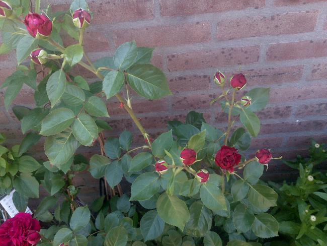 Name:  Foto805.jpg
Views: 784
Size:  52.9 KB