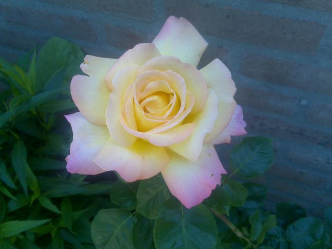 Name:  Foto803.jpg
Views: 803
Size:  28.9 KB