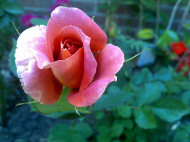 Name:  Foto789.jpg
Views: 796
Size:  33.6 KB