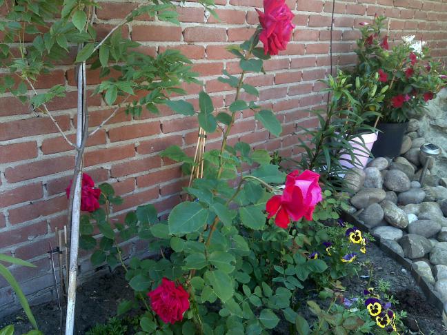 Name:  Foto787.jpg
Views: 796
Size:  70.1 KB