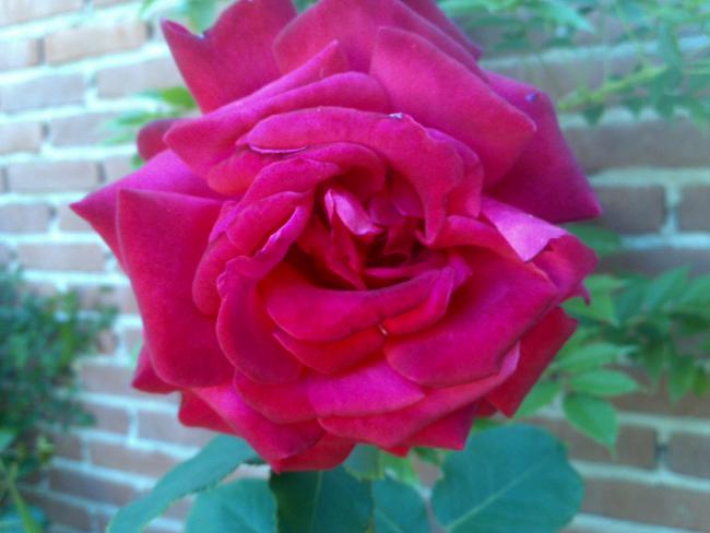 Name:  Foto785.jpg
Views: 789
Size:  34.1 KB