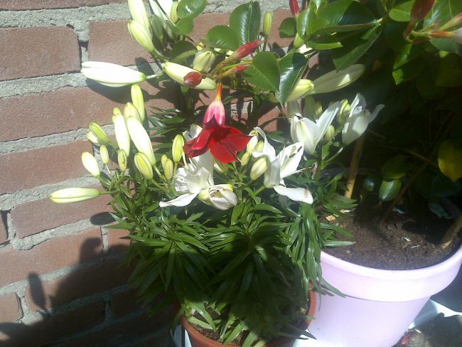 Name:  Foto818.jpg
Views: 1111
Size:  57.5 KB