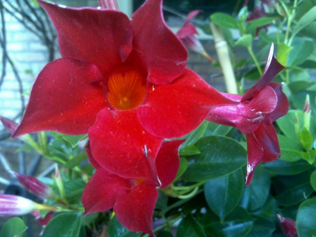 Name:  Foto844.jpg
Views: 793
Size:  42.0 KB