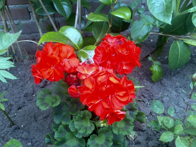 Name:  Foto847.jpg
Views: 1054
Size:  65.9 KB