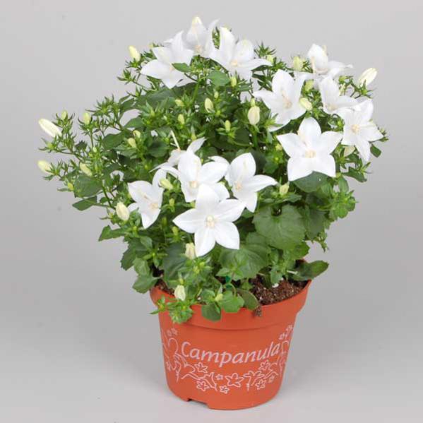 Name:  Campanula Isophylla 'Alba'.jpg
Views: 3146
Size:  39.0 KB