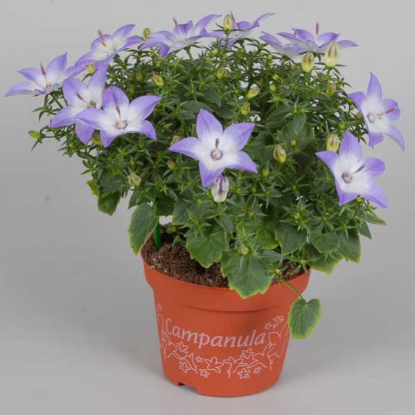 Name:  Campanula Isophylla BiColor.jpg
Views: 4595
Size:  42.0 KB
