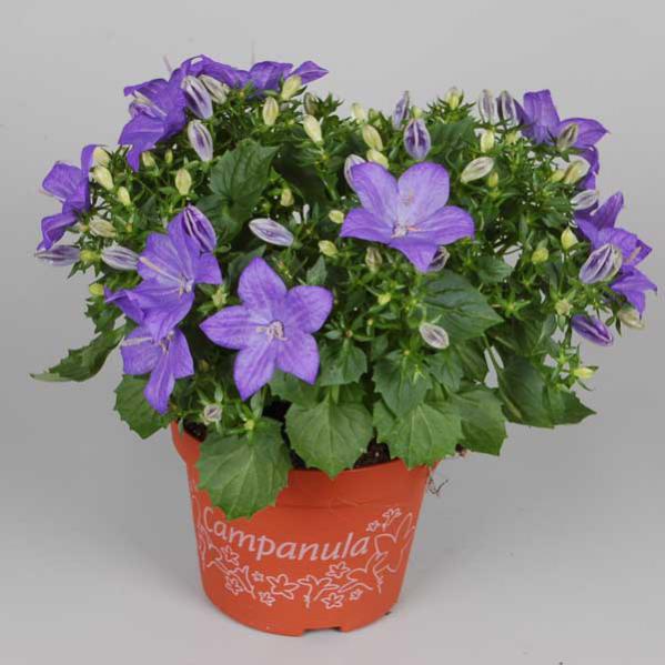 Name:  Campanula Isophylla 'Napoli'.jpg
Views: 2714
Size:  44.7 KB