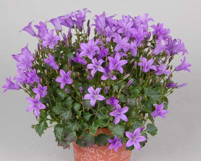 Name:  Campanula Portenslagiana 'Porto'.jpg
Views: 2627
Size:  63.9 KB