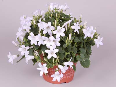 Name:  Campanula Portenslagiana 'Porto Ice White'.jpg
Views: 2038
Size:  54.5 KB
