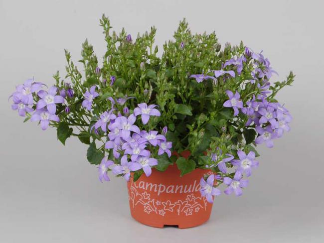 Name:  Campanula Poscharskyana.jpg
Views: 3561
Size:  40.3 KB
