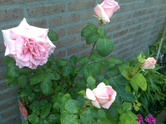 Name:  Foto749.jpg
Views: 1027
Size:  54.1 KB
