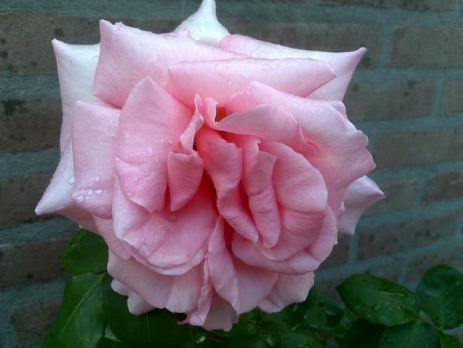 Name:  Foto750.jpg
Views: 1143
Size:  36.6 KB