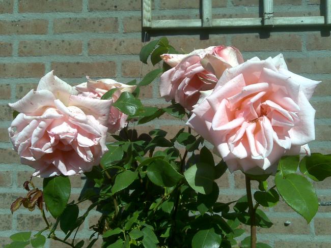 Name:  Foto761.jpg
Views: 1327
Size:  59.7 KB