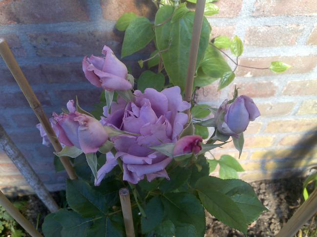 Name:  Foto757.jpg
Views: 1089
Size:  45.9 KB