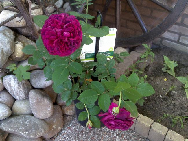 Name:  Foto783.jpg
Views: 1476
Size:  62.4 KB