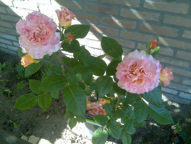 Name:  Foto778.jpg
Views: 2234
Size:  55.1 KB