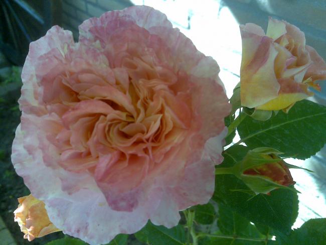 Name:  Foto780.jpg
Views: 1509
Size:  37.5 KB
