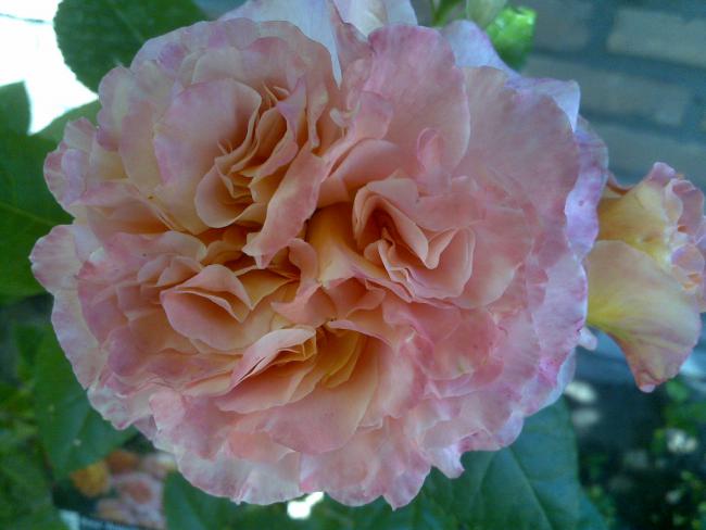 Name:  Foto779.jpg
Views: 2682
Size:  37.3 KB