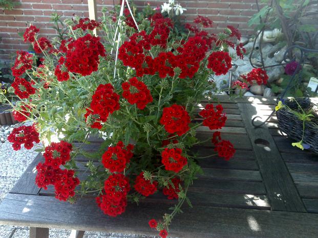 Name:  Foto777.jpg
Views: 995
Size:  70.7 KB