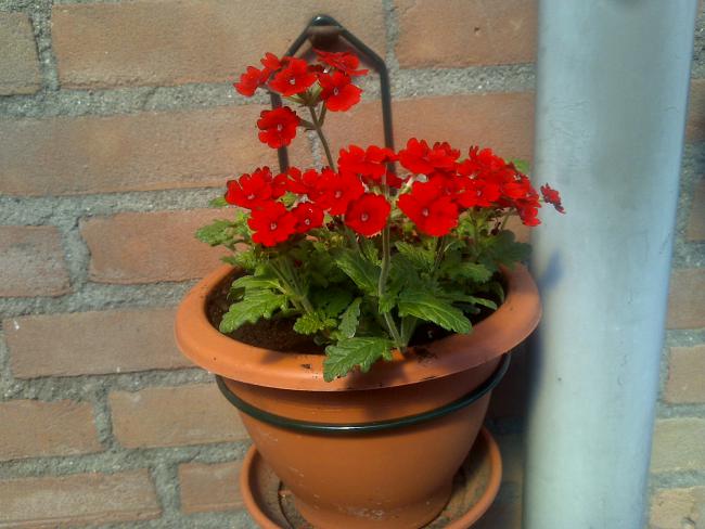 Name:  Foto814.jpg
Views: 953
Size:  44.6 KB