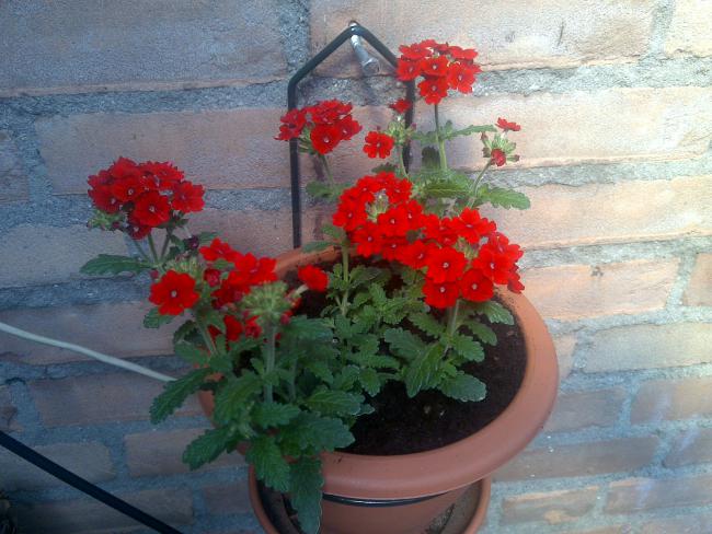 Name:  Foto813.jpg
Views: 957
Size:  53.6 KB