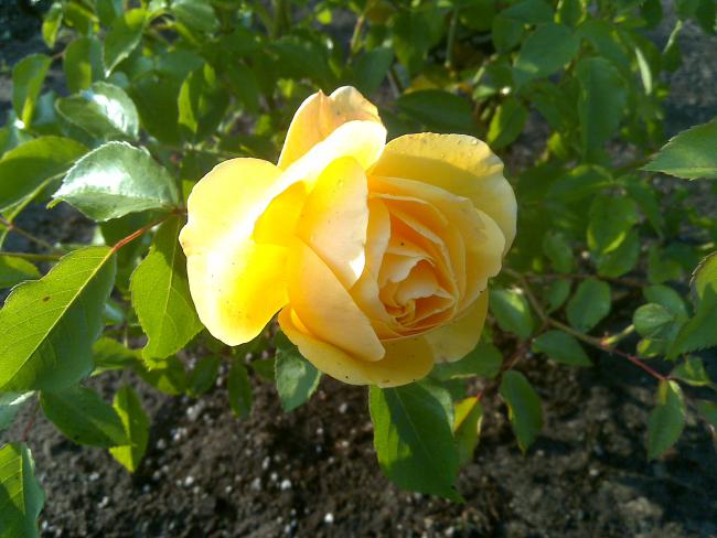 Name:  Foto596.jpg
Views: 728
Size:  46.8 KB