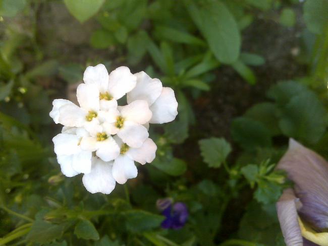 Name:  Foto646.jpg
Views: 768
Size:  29.9 KB