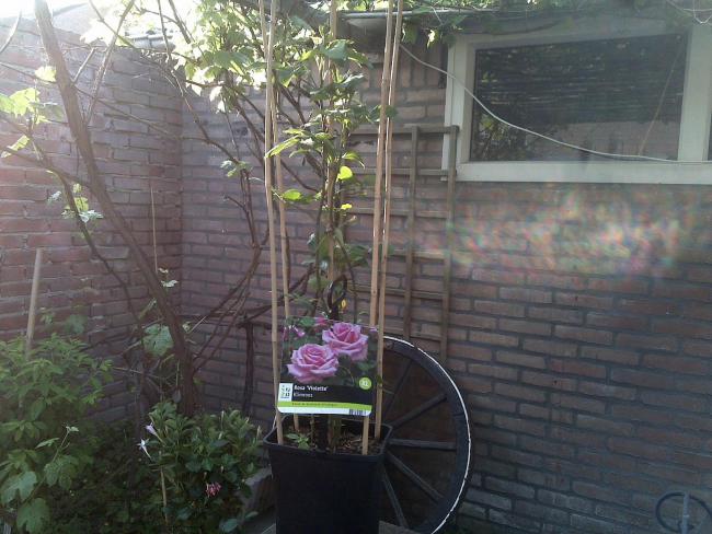 Name:  Foto616.jpg
Views: 740
Size:  53.8 KB