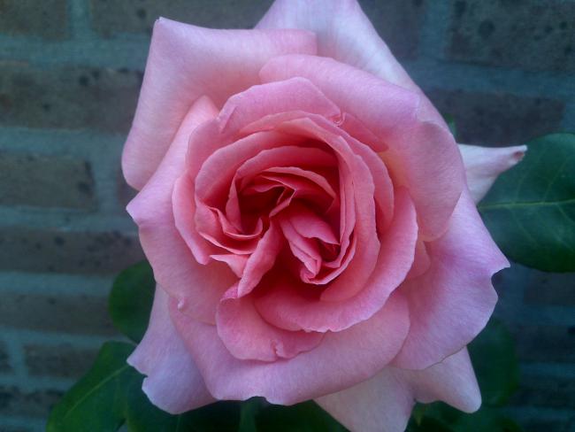 Name:  Foto726.jpg
Views: 781
Size:  32.0 KB