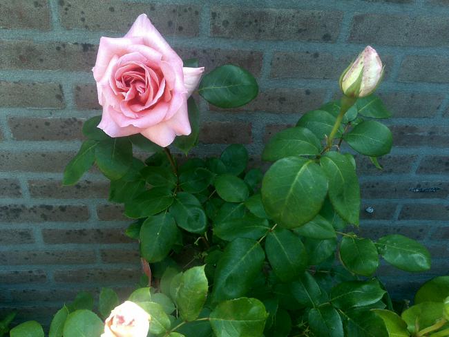 Name:  Foto706.jpg
Views: 734
Size:  48.5 KB