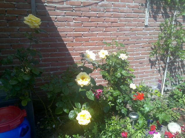 Name:  Foto713.jpg
Views: 760
Size:  70.1 KB