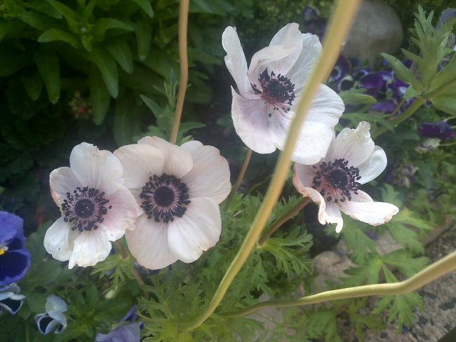 Name:  Foto708.jpg
Views: 722
Size:  45.9 KB