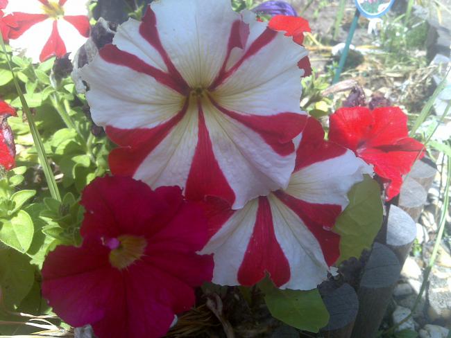 Name:  Foto720.jpg
Views: 740
Size:  48.3 KB