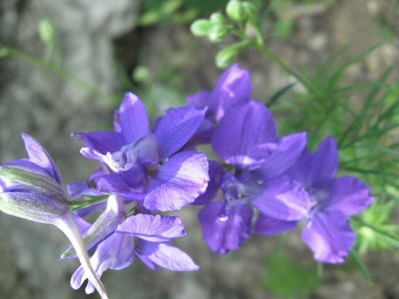 Name:  ad bilinmeyen mor.JPG
Views: 1429
Size:  38.1 KB