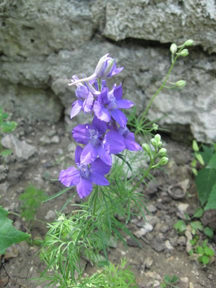 Name:  ad bilinmeyen mor1.JPG
Views: 1159
Size:  53.3 KB