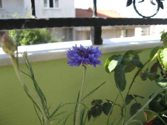 Name:  balkondaki mor 1.JPG
Views: 1338
Size:  36.7 KB