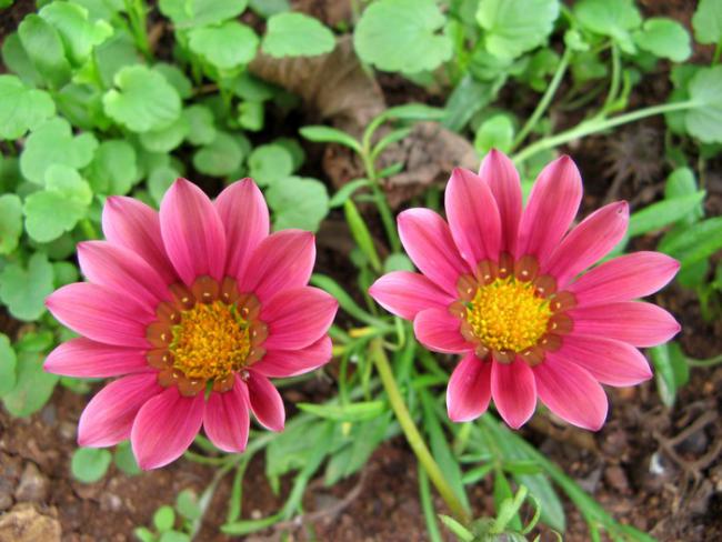 Name:  gazania.jpg
Views: 784
Size:  52.0 KB