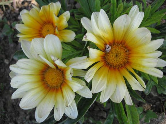 Name:  l gazanya.JPG
Views: 1248
Size:  48.7 KB