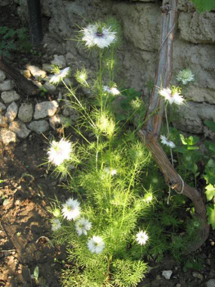 Name:  rekotu.jpg
Views: 1183
Size:  56.2 KB