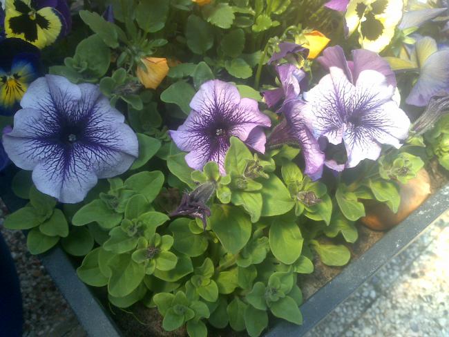 Name:  Foto563.jpg
Views: 662
Size:  56.5 KB