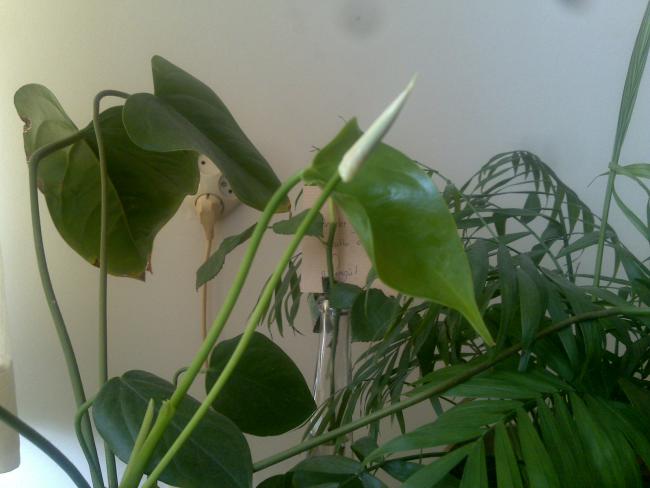 Name:  Foto583.jpg
Views: 667
Size:  35.2 KB