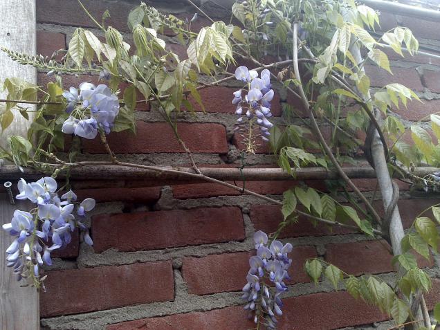 Name:  Foto459.jpg
Views: 579
Size:  70.4 KB