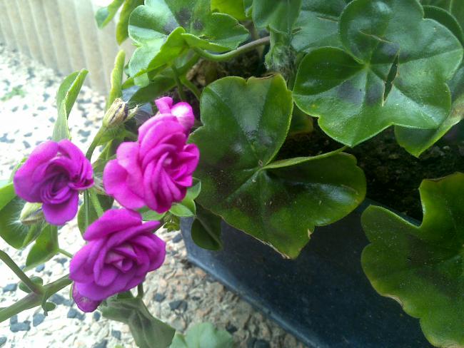 Name:  Foto456.jpg
Views: 592
Size:  53.0 KB