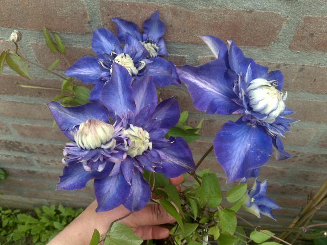 Name:  Foto541.jpg
Views: 579
Size:  57.2 KB