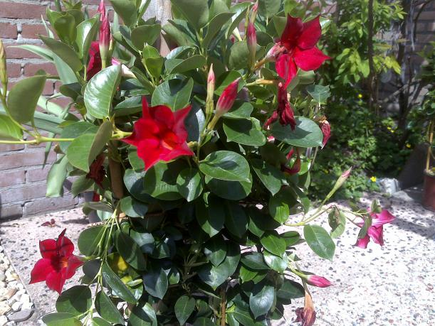 Name:  Foto487.jpg
Views: 561
Size:  71.7 KB
