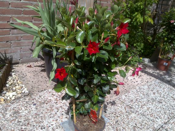 Name:  Foto486.jpg
Views: 559
Size:  72.0 KB