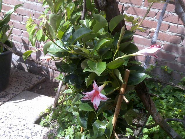 Name:  Foto488.jpg
Views: 558
Size:  70.4 KB